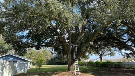 tree trimming service lakeland fl.